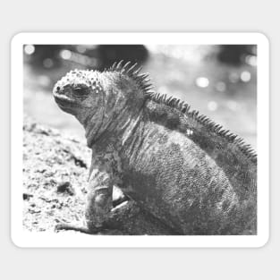 Marine Iguana Sticker